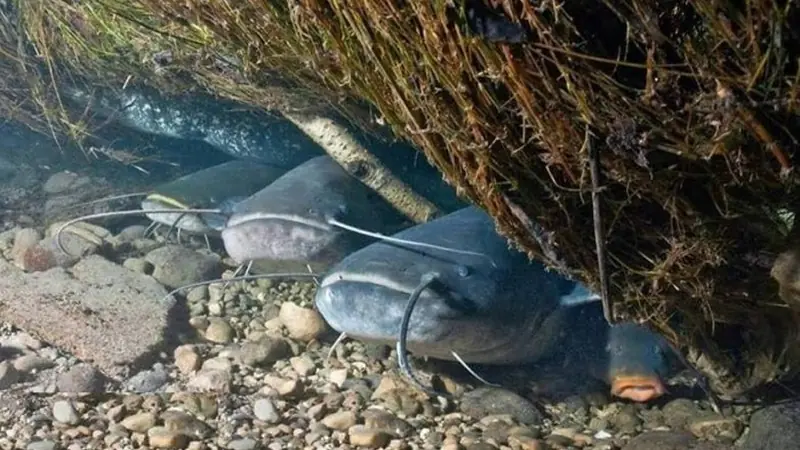Control the Drift and Respond to the Fish