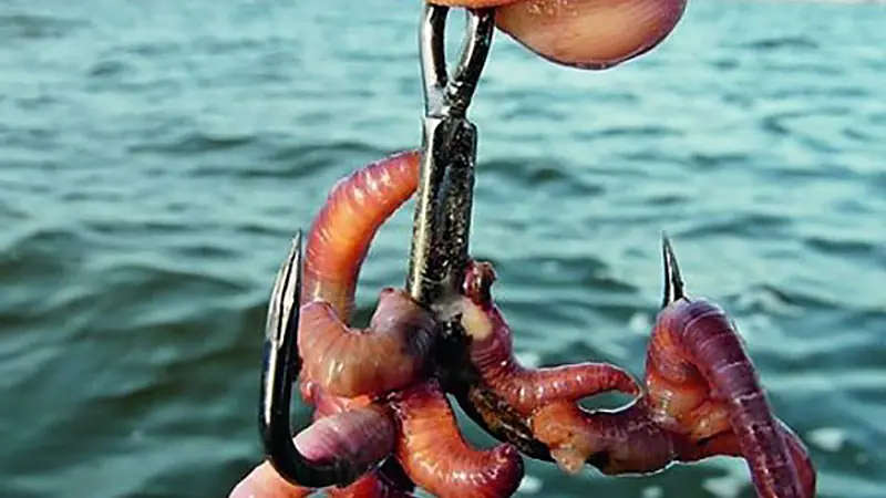 Top Baits for Catfish Clonk Fishing