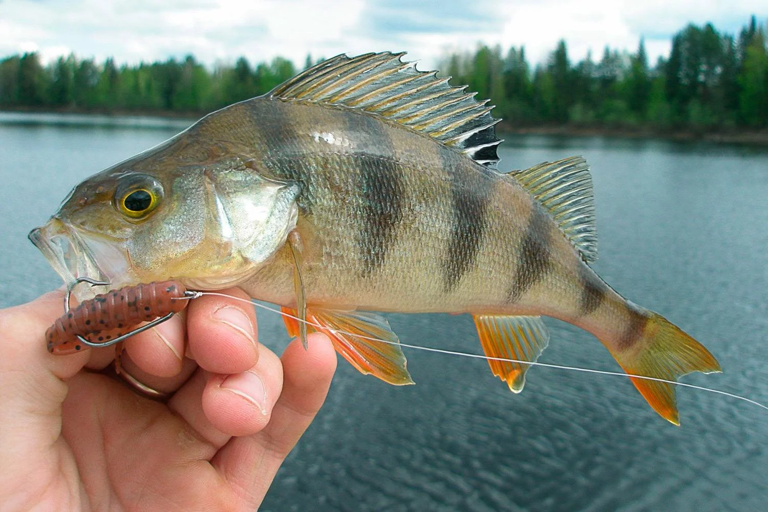 Paternoster Rig for Perch: The Complete Guide