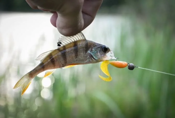 Best Soft Plastic Lures for Perch