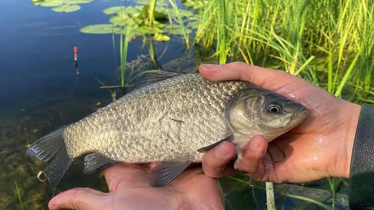 Specialized Tactics for Silty Bottoms and Rivers
