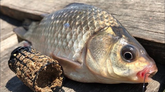 Crucian Carp Fishing with Foam Bait