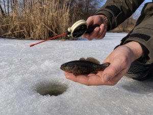 When to Catch Rotan