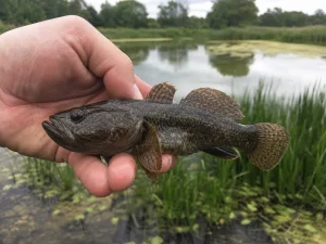 Fishing for Rotan