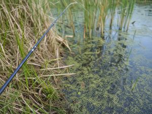 Fishing for Rotan with a Float Rod