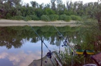 how-bream-bites