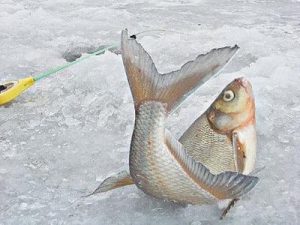 how-bream-bites