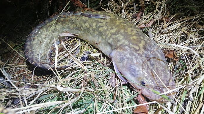 How to Catch Burbot on Bottom Rigs in October