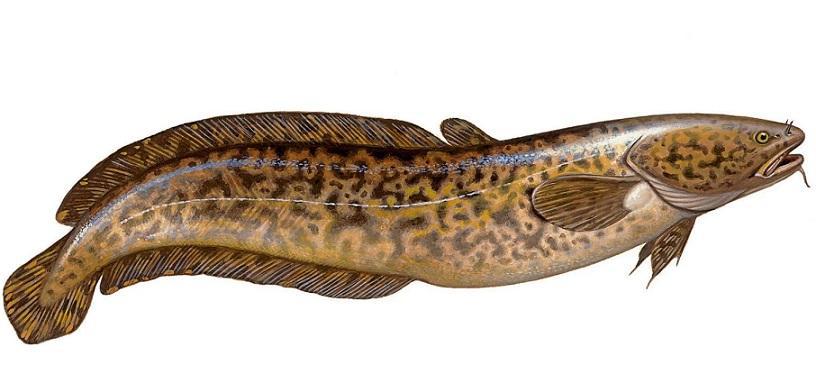 How to Catch Burbot on Bottom Rigs in October