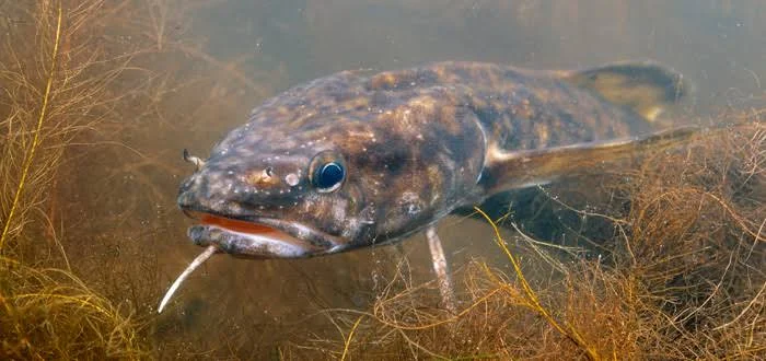How to Catch Burbot on Bottom Rigs in October