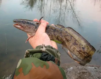 The Biology and Weather Physics of Autumn Burbot