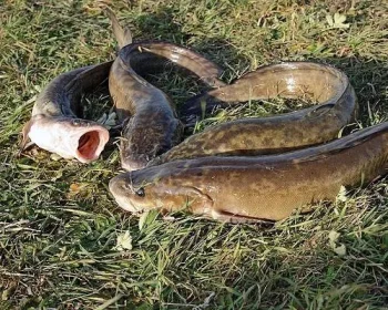 Understanding the Deceptive Burbot Bite