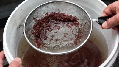 Separation of live bloodworms