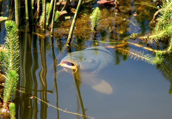 How to Choose a Carp Rod How to Choose a Carp Rod