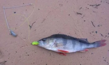 Paternoster Rig for Perch