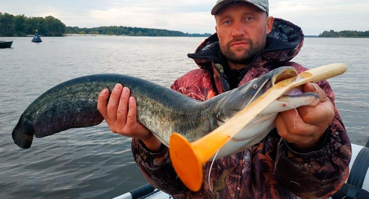 Wels Catfish Clonk Fishing