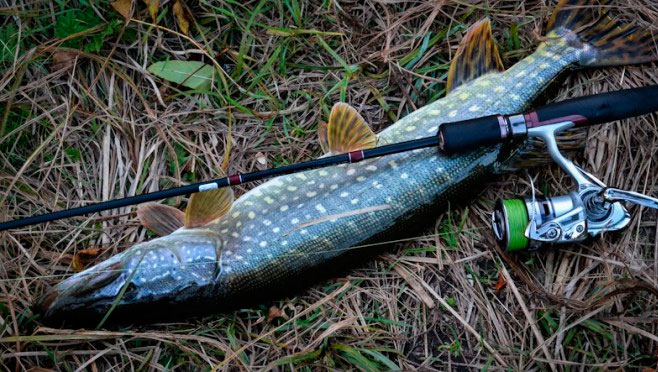 Pike Fishing Tackle: 4 Setups for European Waters