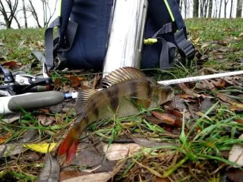 The Ultimate Guide to Autumn Perch Fishing