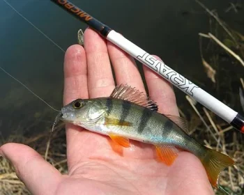 The Ultimate Guide to Autumn Perch Fishing
