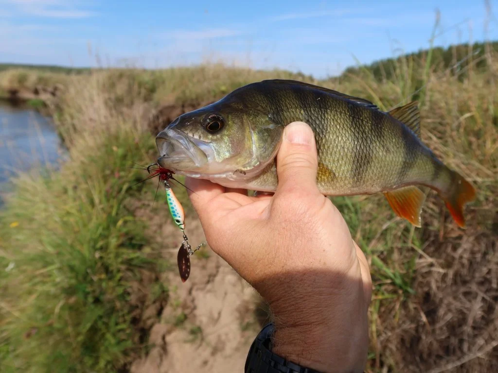 The Ultimate Guide to Autumn Perch Fishing