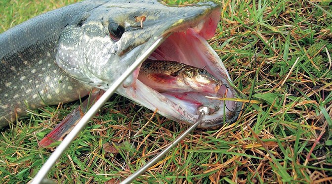 Choosing the Best Baitfish for Pike