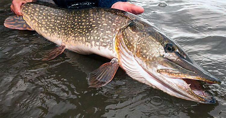 Where to Find Pike in Autumn