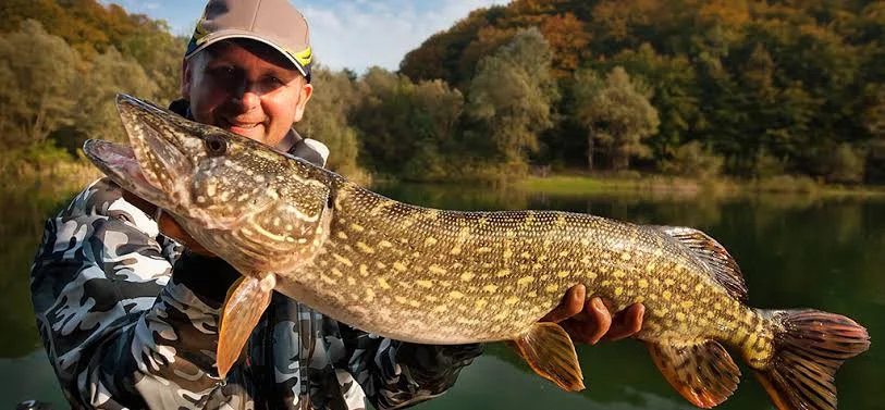 Essential Fish Handling & Care
