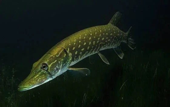 Autumn Pike Tactics with Live & Dead Bait