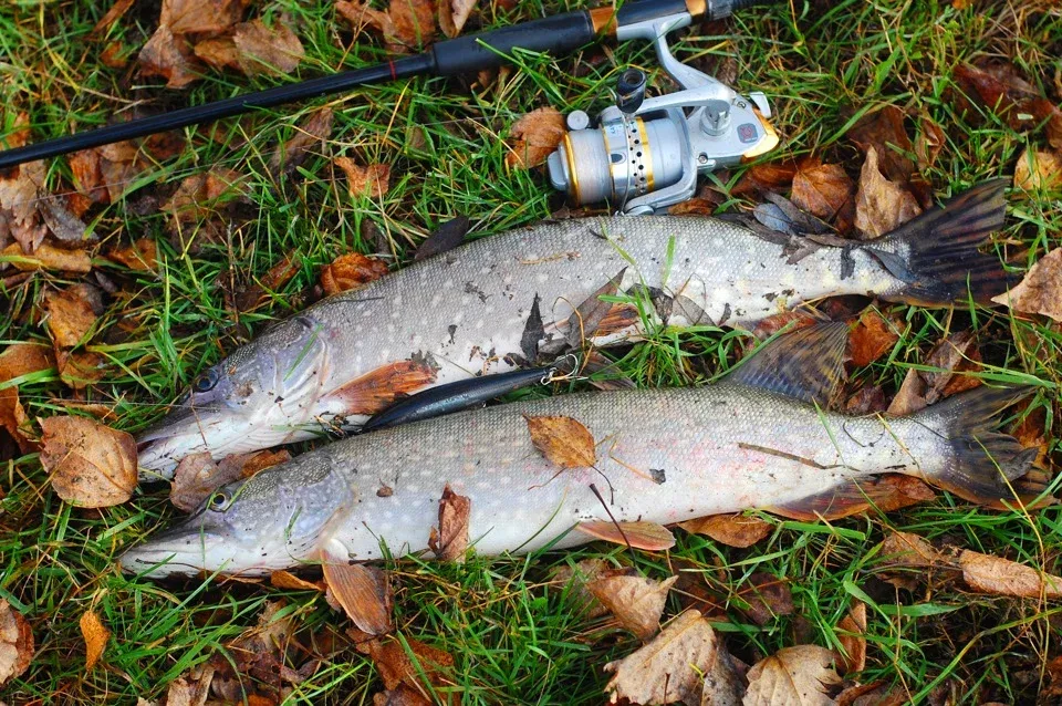 Autumn Pike Fishing with Live and Dead Bait