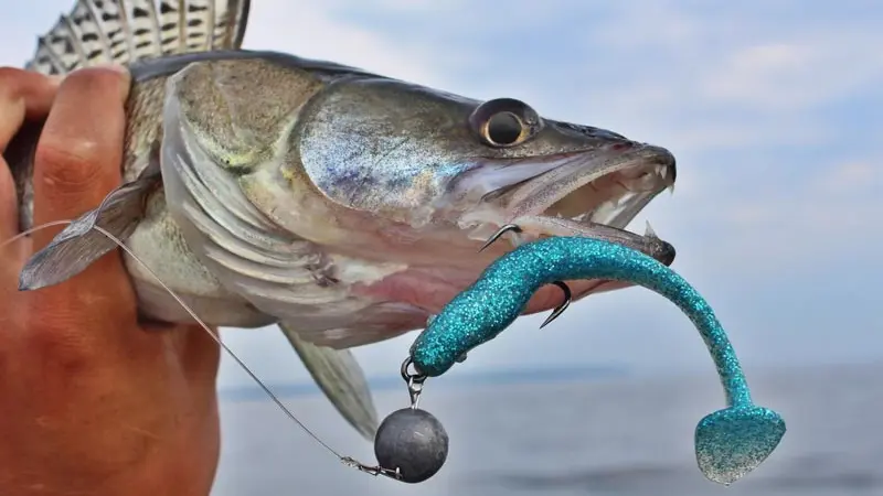 Which Zander Lure Should You Start With