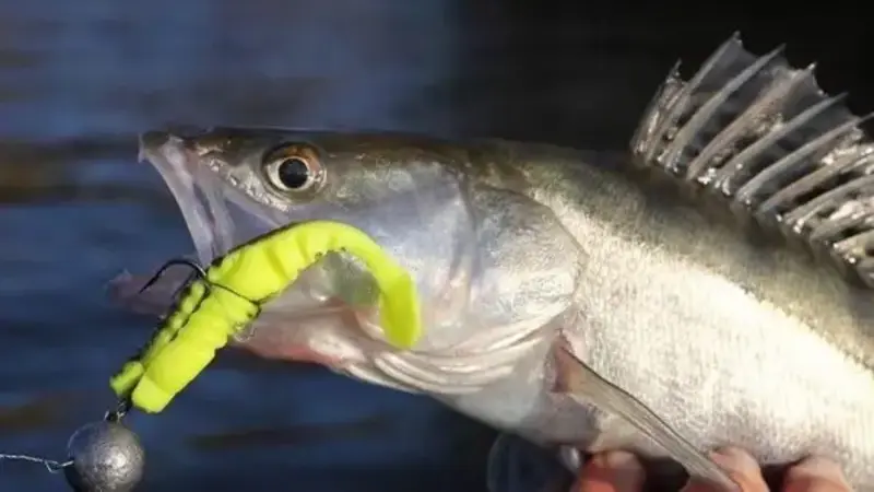 Choose the Jig Head Before Changing the Lure