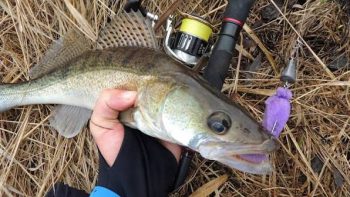 When Do Zander Bite in March?