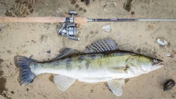 Locating Zander in March