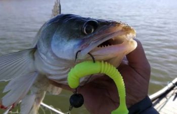 Locating Zander in March