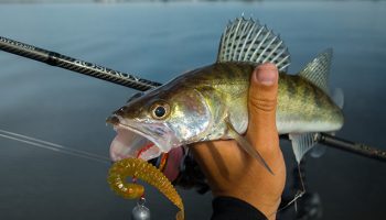 zander-jigging-march-early-spring-tactics-and-lures