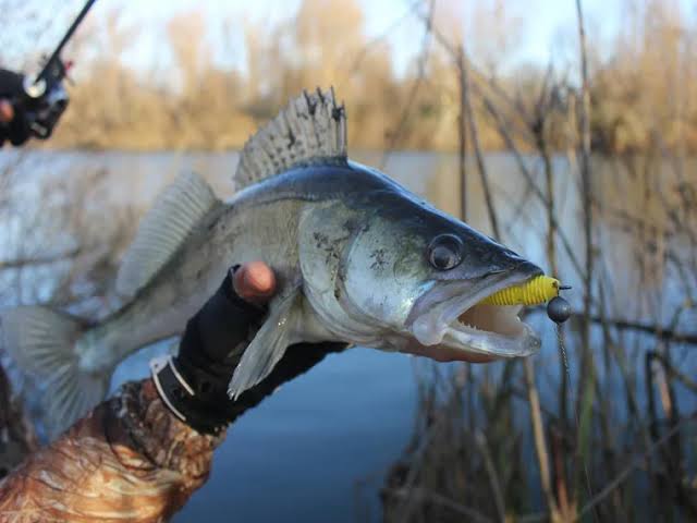 Zander Jigging in March: Early Spring Tactics and Lures