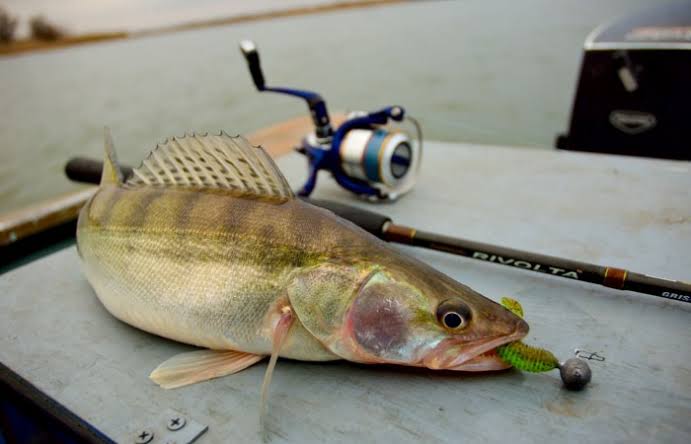 Tackle for March Zander