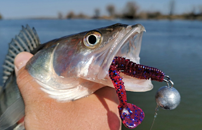 Zander Jigging in March: Early Spring Tactics and Lures