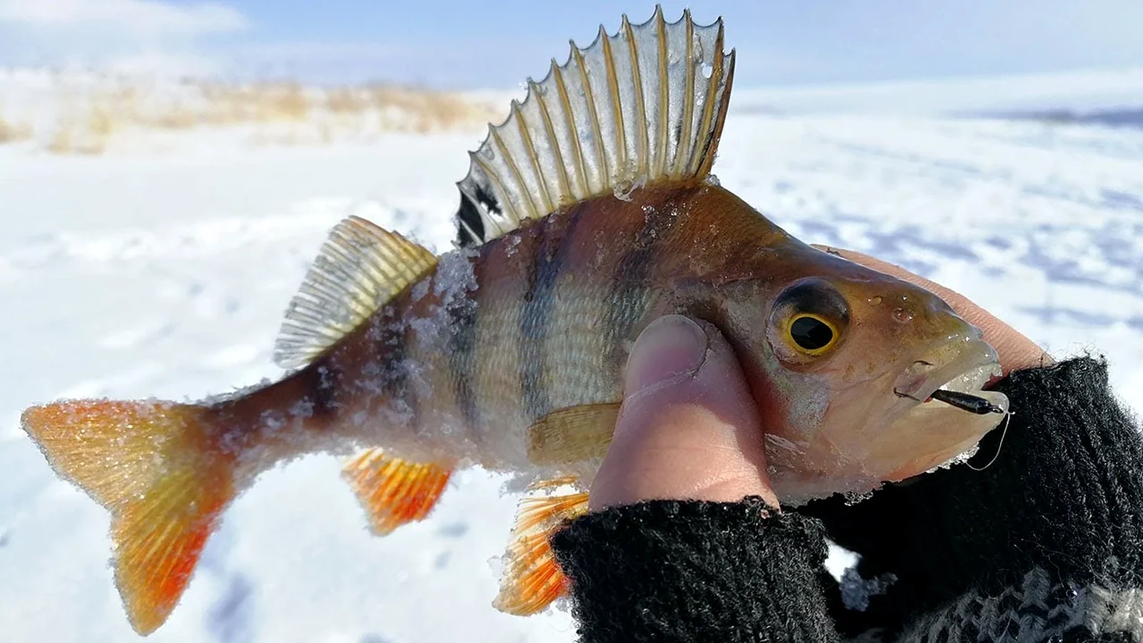 Mormyshka Fishing for Perch: Make Small Ice Jigs Work