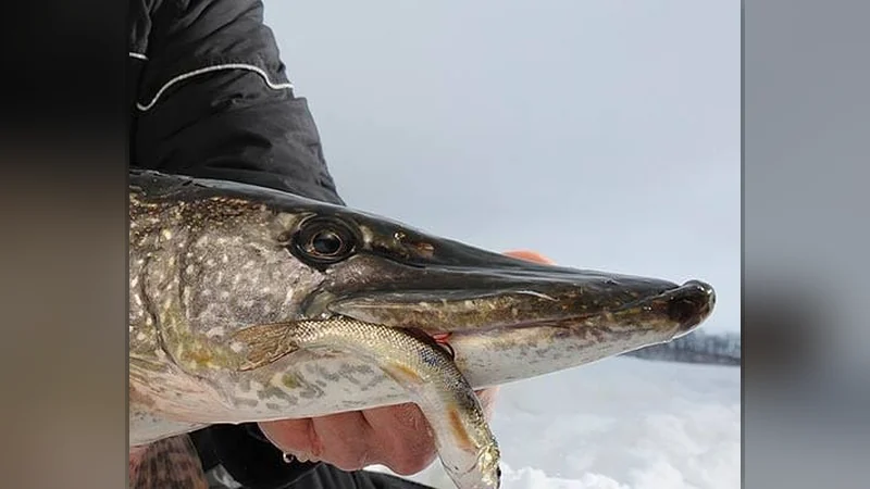 Deadbait Fishing for Winter Pike