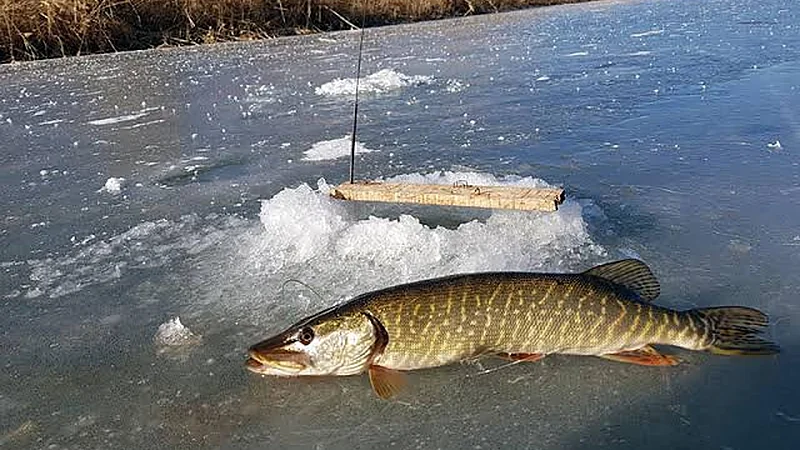 Pike Fishing with Tip-Ups