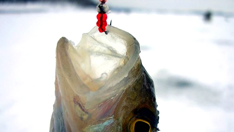 Baited or Bare: Give Each a Clear Job