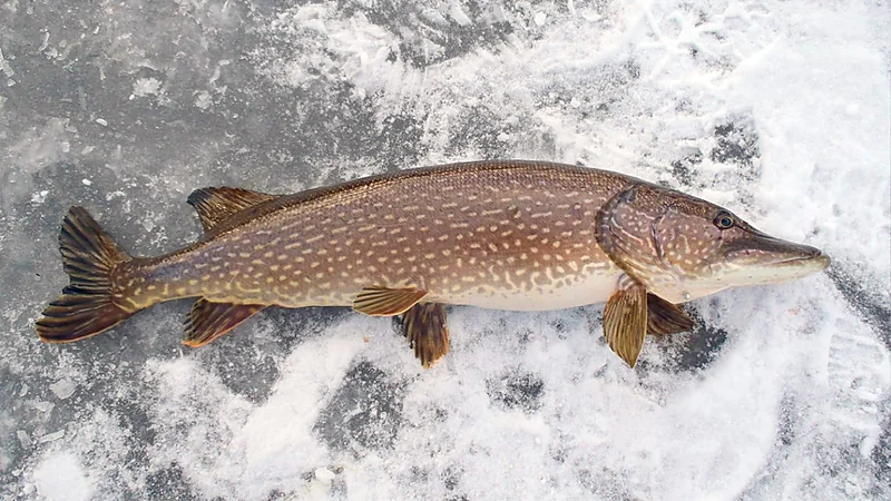 Pike Fishing in December Through the Ice