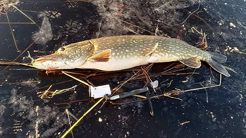 Where to Find Pike in December