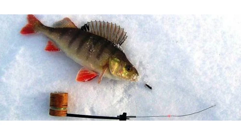 Read the Nod and Set the Hook Cleanly
