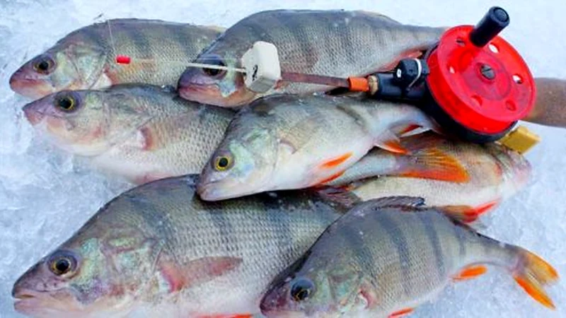 Put the Jig in Front of a Shoal