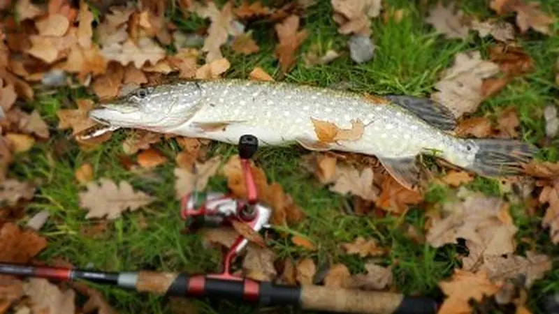 A Practical Plan for Fishing a November Bank
