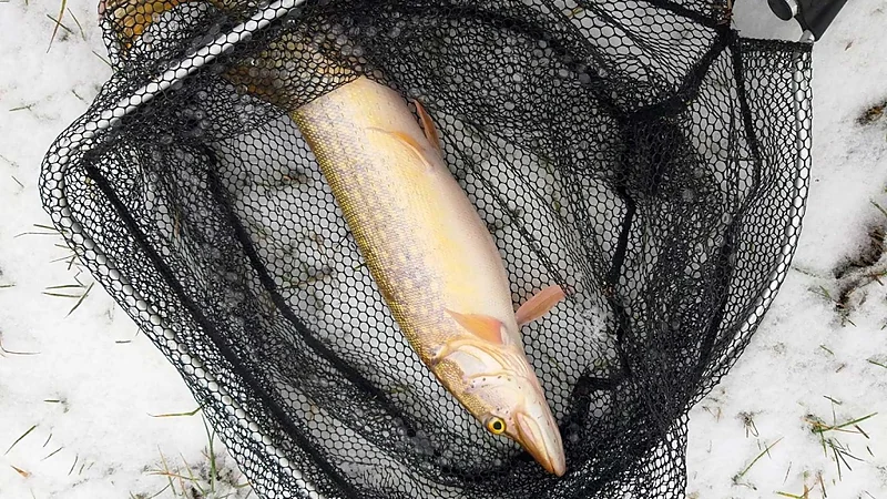 Safety and Responsible Pike Fishing