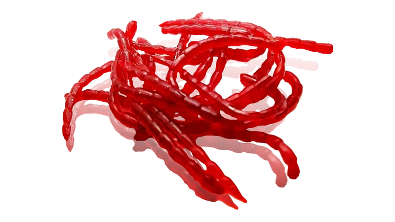 Bloodworms