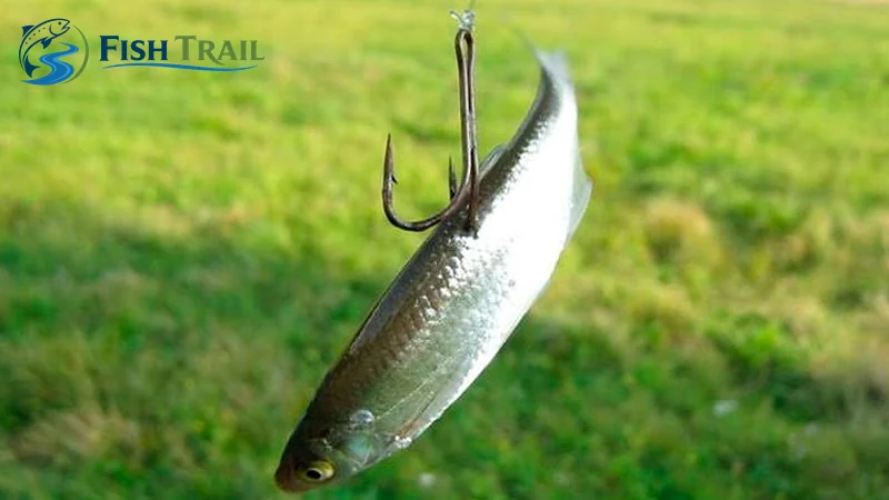 Small baitfish mounted on one point of a treble hook